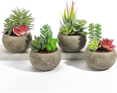 mini succulents